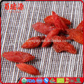 Goji Beere Emagrece Goji Büsche Goji Beeren Vitamin c